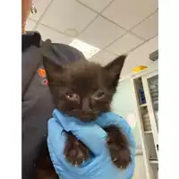 Foto dell\'animale gatto - Matr. 2024/0692 - Microchip 380260044997964