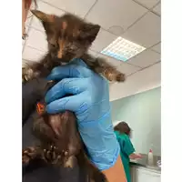 Foto dell\'animale gatto - Matr. 2024/0694 - Microchip 380260044997279