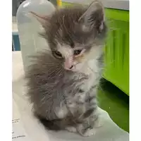 Foto dell\'animale gatto - Matr. 2024/0695 - Microchip 380260044980365