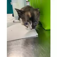 Foto dell\'animale gatto - Matr. 2024/0697 - Microchip 380260044979995