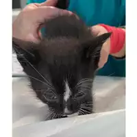 Foto dell\'animale gatto - Matr. 2024/0698 - Microchip 380260044980235