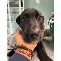 Foto dell\'animale cane - Matr. 2024/0700 - Microchip 380260044996834