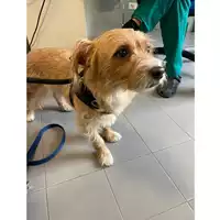 Foto dell\'animale cane - Matr. 2024/0701 - Microchip 380260044996582