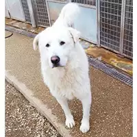 Foto dell\'animale cane - Matr. 2024/0702 - Microchip 380260044997316