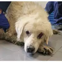 Foto dell\'animale cane - Matr. 2024/0703 - Microchip 380260042530314