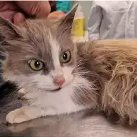 Foto dell\'animale gatto - Matr. 2024/0709 - Microchip 380260044996875
