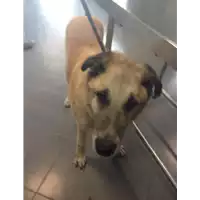Foto dell\'animale cane - Matr. 2017/1469 - Microchip 981100002156218