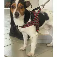 Foto dell\'animale cane - Matr. 2024/0711 - Microchip 380260042902954