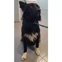 Foto dell\'animale cane - Matr. 2024/0713 - Microchip 380260044086480