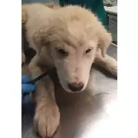 Foto dell\'animale cane - Matr. 2024/0720 - Microchip 380260044997109