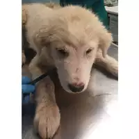 Foto dell\'animale cane - Matr. 2024/0720 - Microchip 380260044997109