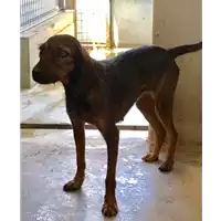 Foto dell\'animale cane - Matr. 2017/1475 - Microchip 380260043282705
