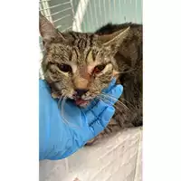 Foto dell\'animale gatto - Matr. 2024/0724 - Microchip 380260044996887