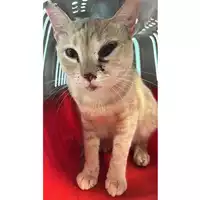 Foto dell\'animale gatto - Matr. 2024/0730 - Microchip 380260044998006