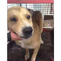 Foto dell\'animale cane - Matr. 2017/1473 - Microchip 380260043268600