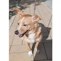 Foto dell\'animale cane - Matr. 2024/0733 - Microchip 380260004180872