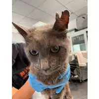 Foto dell\'animale gatto - Matr. 2024/0741 - Microchip 