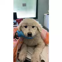 Foto dell\'animale cane - Matr. 2024/0743 - Microchip 380260044997737