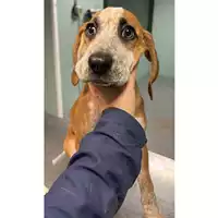 Foto dell\'animale cane - Matr. 2024/0118 - Microchip 380260044926439