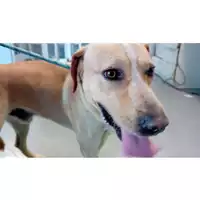 Foto dell\'animale cane - Matr. 2024/0745 - Microchip 380260044998535