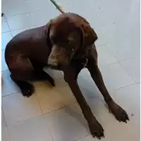 Foto dell\'animale cane - Matr. 2024/0746 - Microchip 380260044997941