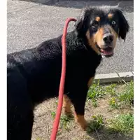 Foto dell\'animale cane - Matr. 2024/0747 - Microchip 380260044997850