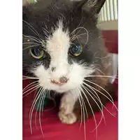Foto dell\'animale gatto - Matr. 2024/0749 - Microchip 380260044998049