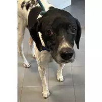 Foto dell\'animale cane - Matr. 2021/1760 - Microchip 380260040249961