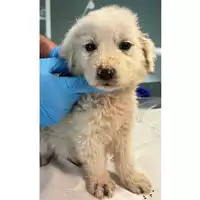 Foto dell\'animale cane - Matr. 2024/0754 - Microchip 380260044980870