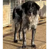 Foto dell\'animale cane - Matr. 2024/0759 - Microchip 380260044979816
