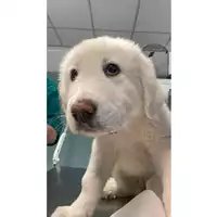 Foto dell\'animale cane - Matr. 2024/0763 - Microchip 380260044979720