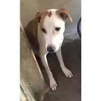 Foto dell\'animale cane - Matr. 2017/1483 - Microchip 380260043269326