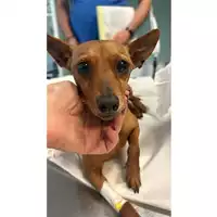 Foto dell\'animale cane - Matr. 2024/0761 - Microchip 380260044979940