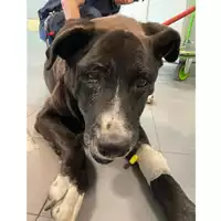 Foto dell\'animale cane - Matr. 2024/0762 - Microchip 380260044998381