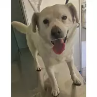 Foto dell\'animale cane - Matr. 2017/0346 - Microchip 380260043152220