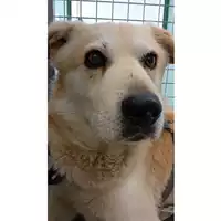 cane - Matr. 2024/0767 - Microchip 380260042127899