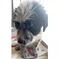 Foto dell\'animale cane - Matr. 2024/0769 - Microchip 380260044979872
