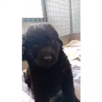 Foto dell\'animale cane - Matr. 2024/0771 - Microchip 380260044980151