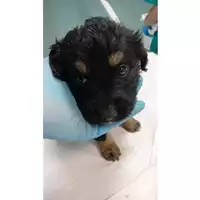 Foto dell\'animale cane - Matr. 2024/0772 - Microchip 380260044980479
