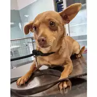Foto dell\'animale cane - Matr. 2024/0776 - Microchip 380260044980190