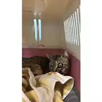 Foto dell\'animale gatto - Matr. 2024/0778 - Microchip 380260044979866