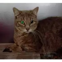 Foto dell\'animale gatto - Matr. 2024/0780 - Microchip 380260044997554