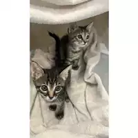 Foto dell\'animale gatto - Matr. 2024/0785 - Microchip 380260044997881