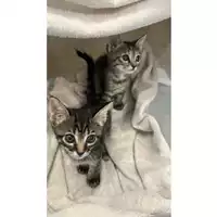 Foto dell\'animale gatto - Matr. 2024/0784 - Microchip 380260044997649