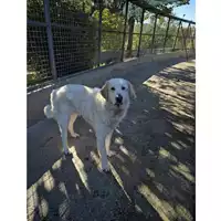 Foto dell\'animale cane - Matr. 2024/0786 - Microchip 380260044980437