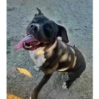 Foto dell\'animale cane - Matr. 2024/0783 - Microchip 380260043286749