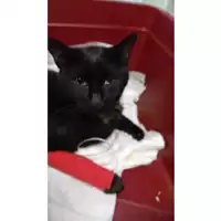 Foto dell\'animale gatto - Matr. 2024/0788 - Microchip 380260044980303