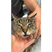 Foto dell\'animale gatto - Matr. 2024/0790 - Microchip 380260044980045