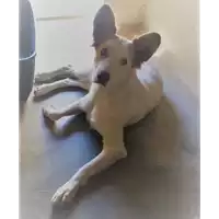 Foto dell\'animale cane - Matr. 2016/2358 - Microchip 380260042531697