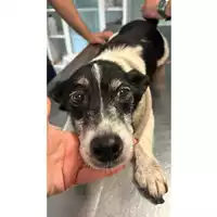 Foto dell\'animale cane - Matr. 2024/0789 - Microchip 380260044980328